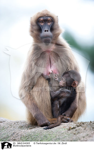 Blutbrustpaviane / gelada baboons / MAZ-04065