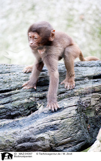 Blutbrustpavian / gelada baboon / MAZ-04067