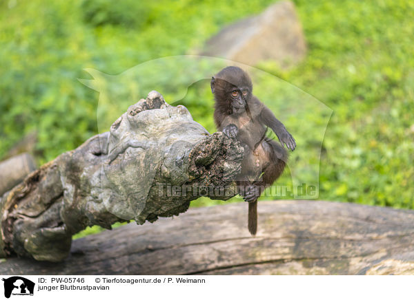 junger Blutbrustpavian / young bleeding-heart monkey / PW-05746