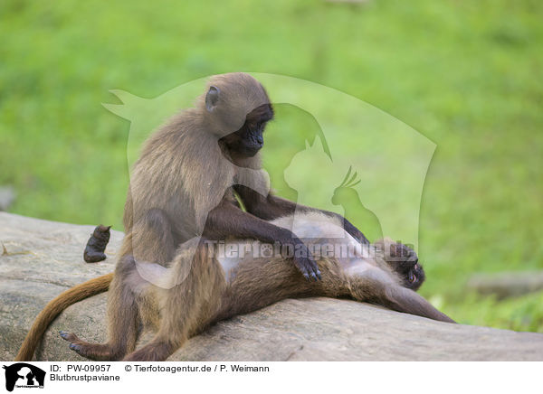 Blutbrustpaviane / gelada baboons / PW-09957