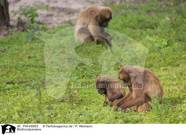Blutbrustpaviane / gelada baboons / PW-09963