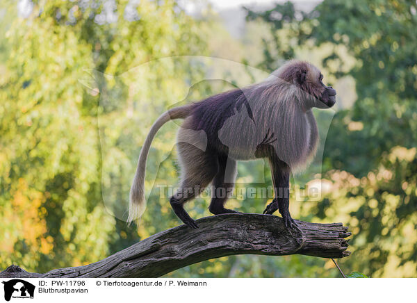 Blutbrustpavian / gelada baboon / PW-11796