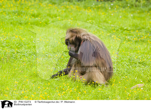 Blutbrustpavian / gelada baboon / PW-13273