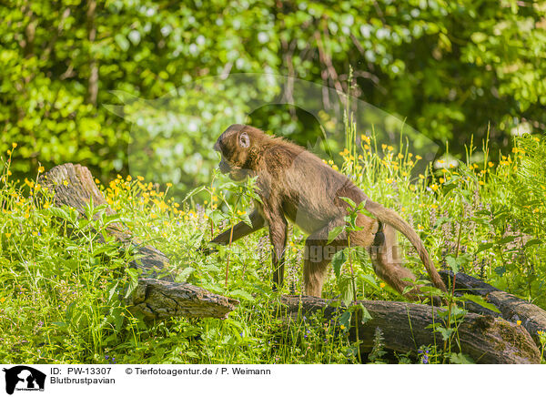 Blutbrustpavian / gelada baboon / PW-13307