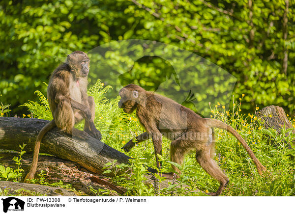 Blutbrustpaviane / gelada baboons / PW-13308