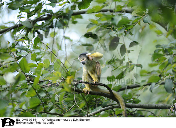 Bolivianischer Totenkopfaffe / Black-capped Squirrel Monkey / DMS-05851