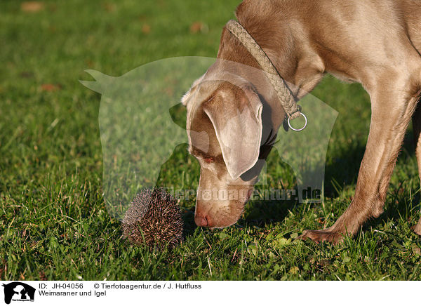 Weimaraner und Igel / JH-04056