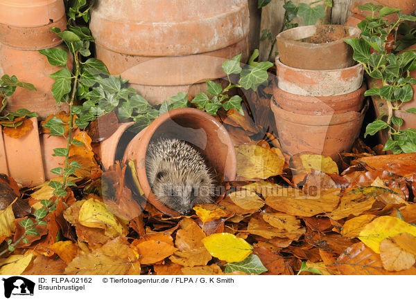 Braunbrustigel / European Hedgehog / FLPA-02162