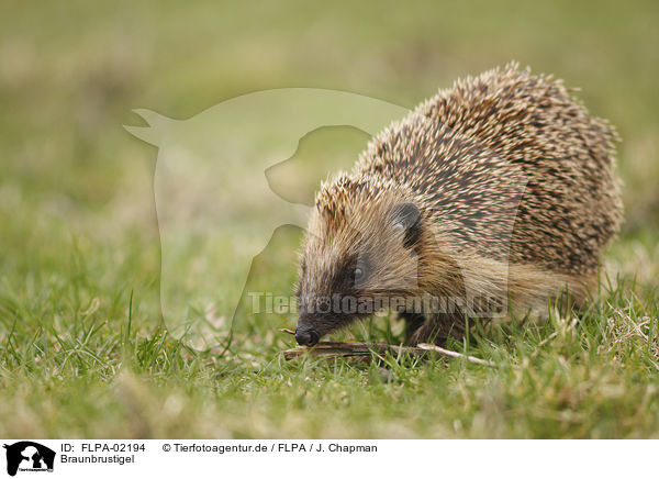 Braunbrustigel / European Hedgehog / FLPA-02194