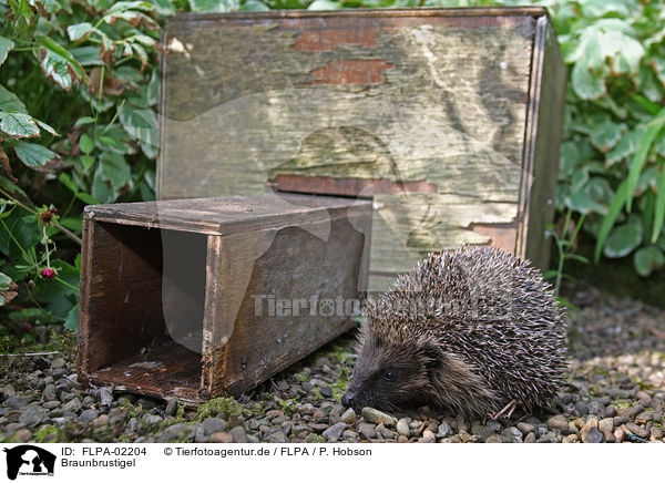 Braunbrustigel / European Hedgehog / FLPA-02204