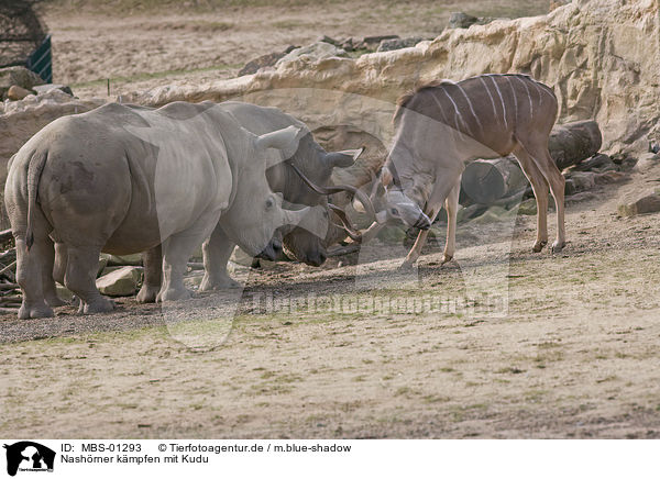 Nashrner kmpfen mit Kudu / rhinoceros fighting kudu / MBS-01293