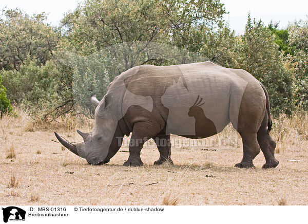 Breitmaulnashorn / square-lipped rhinoceros / MBS-01316