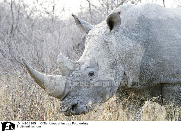 Breitmaulnashorn / Square-lipped rhinoceros / HJ-01365
