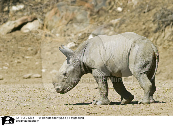 Breitmaulnashorn / Square-lipped rhinoceros / HJ-01385