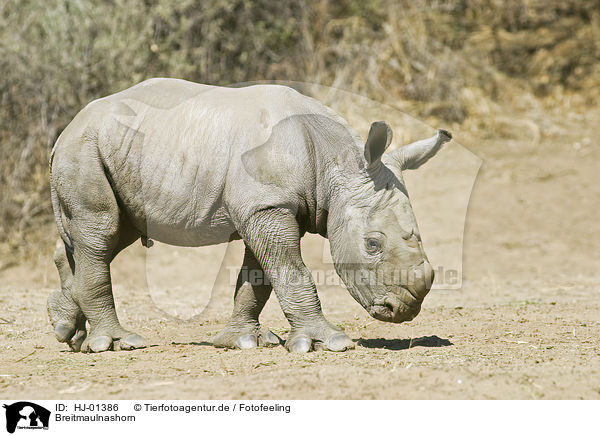 Breitmaulnashorn / Square-lipped rhinoceros / HJ-01386