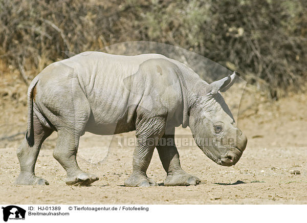 Breitmaulnashorn / Square-lipped rhinoceros / HJ-01389