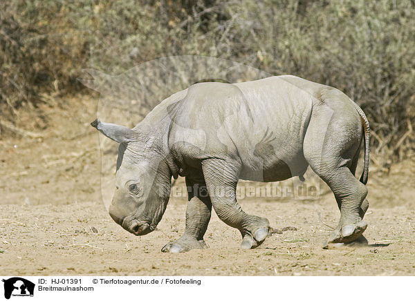 Breitmaulnashorn / Square-lipped rhinoceros / HJ-01391