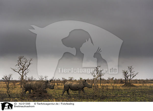 Breitmaulnashorn / Square-lipped rhinoceros / HJ-01395