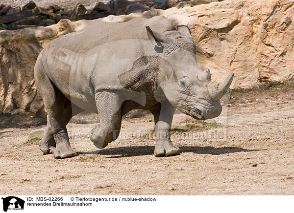 rennendes Breitmaulnashorn / running square-lipped rhinoceros / MBS-02266