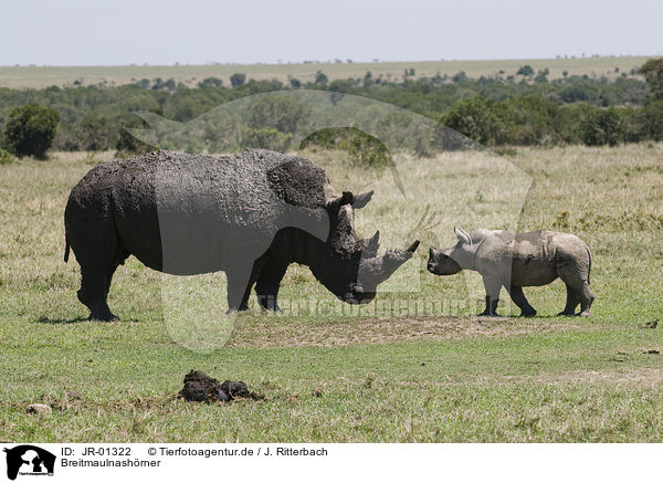 Breitmaulnashrner / white rhinoceroses / JR-01322