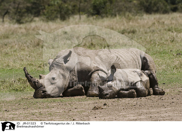 Breitmaulnashrner / white rhinoceroses / JR-01323