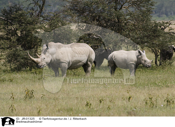 Breitmaulnashrner / white rhinoceroses / JR-01325