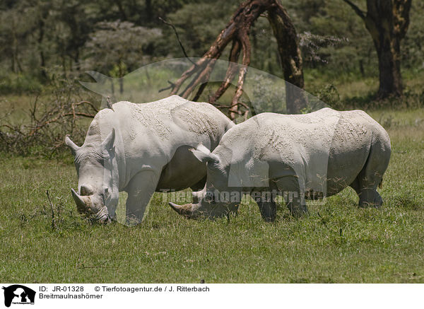 Breitmaulnashrner / white rhinoceroses / JR-01328