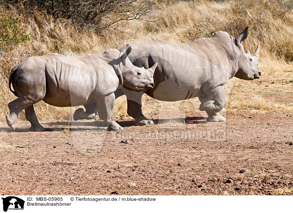 Breitmaulnashrner / square-lipped white rhinos / MBS-05965