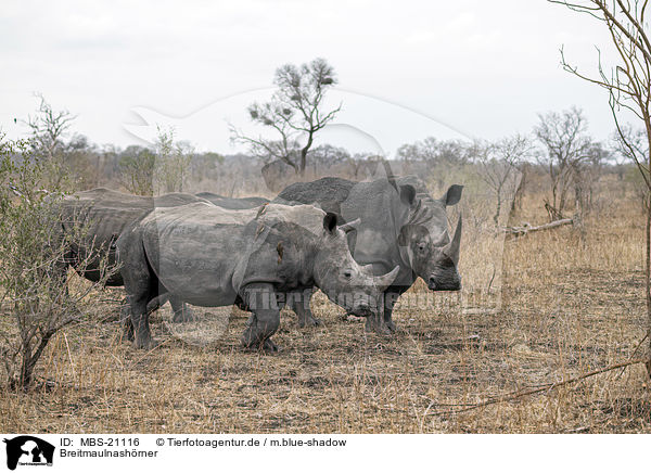 Breitmaulnashrner / White Rhinoceros / MBS-21116