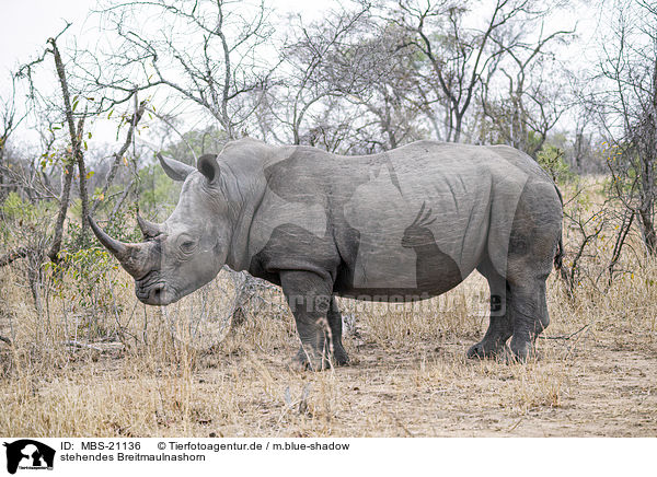 stehendes Breitmaulnashorn / standing White Rhinoceros / MBS-21136