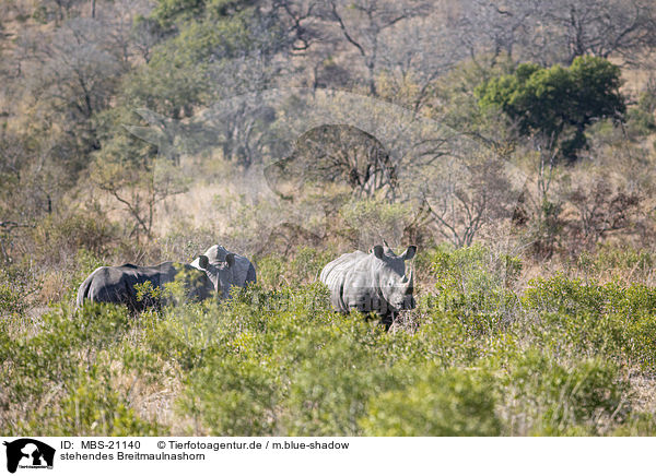 stehendes Breitmaulnashorn / standing White Rhinoceros / MBS-21140