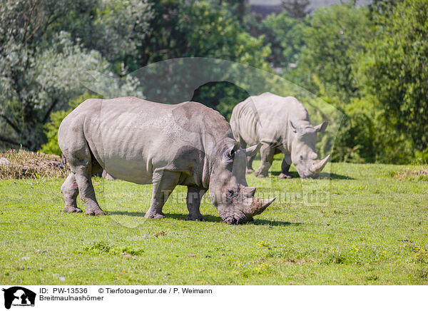 Breitmaulnashrner / white rhinos / PW-13536