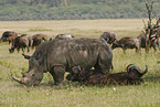 Breitmaulnashorn und Kaffernbffel