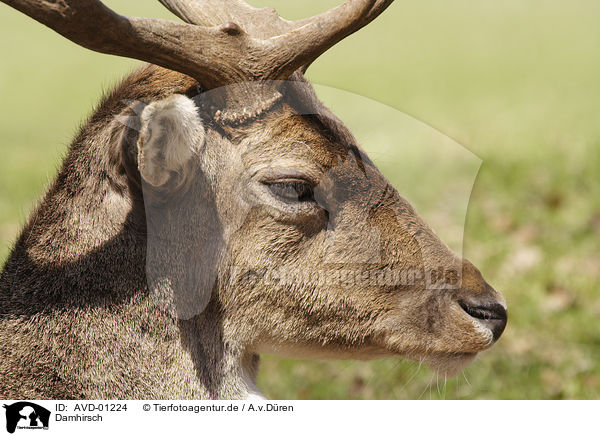 Damhirsch / Fallow Deer / AVD-01224