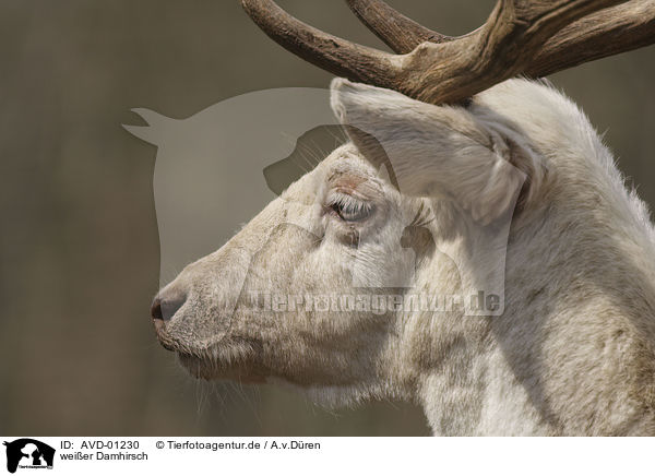 weier Damhirsch / white Fallow Deer / AVD-01230