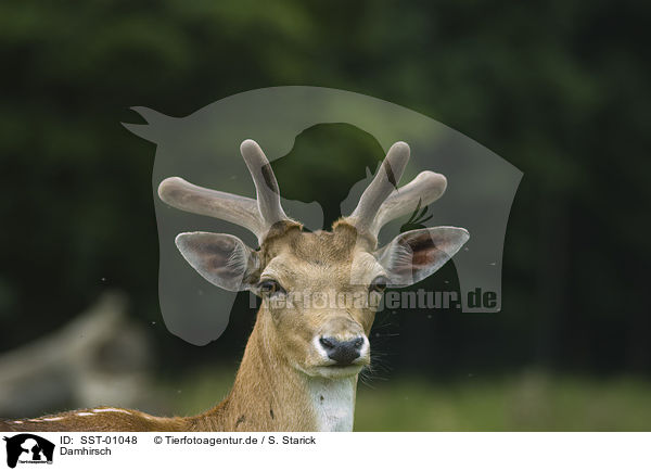 Damhirsch / European fallow deer / SST-01048