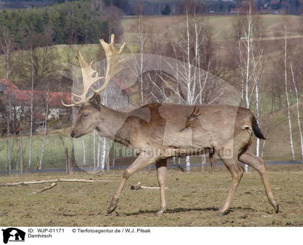 Damhirsch / fallow deer / WJP-01171