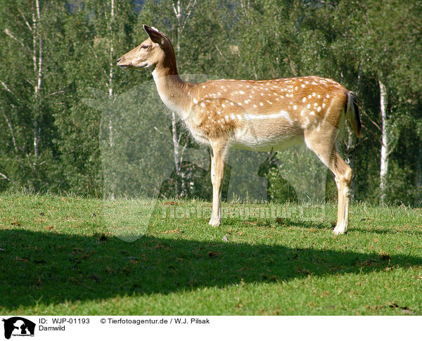 Damwild / deer / WJP-01193