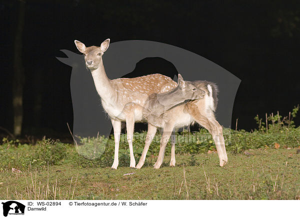 Damwild / fallow deer / WS-02894