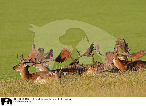 Damhirschherde / fallow deer / HJ-03456
