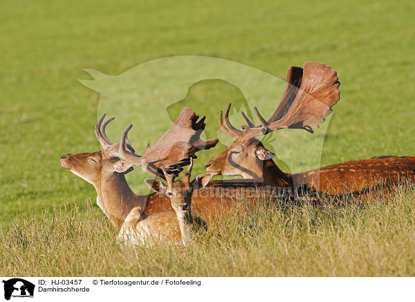 Damhirschherde / fallow deer / HJ-03457