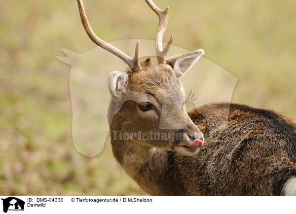 Damwild / fallow deer / DMS-04330