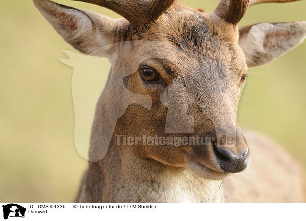 Damwild / fallow deer / DMS-04336