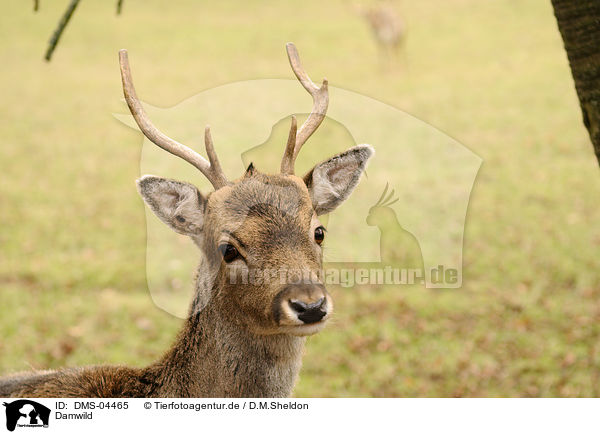 Damwild / fallow deer / DMS-04465