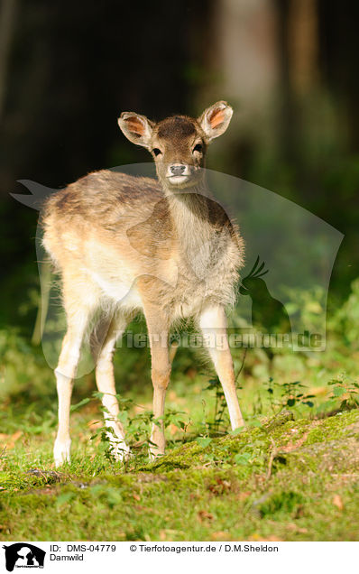 Damwild / fallow deer / DMS-04779