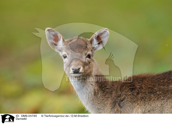 Damwild / fallow deer / DMS-04785