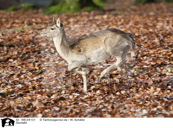 Damwild / fallow deer / WS-04131