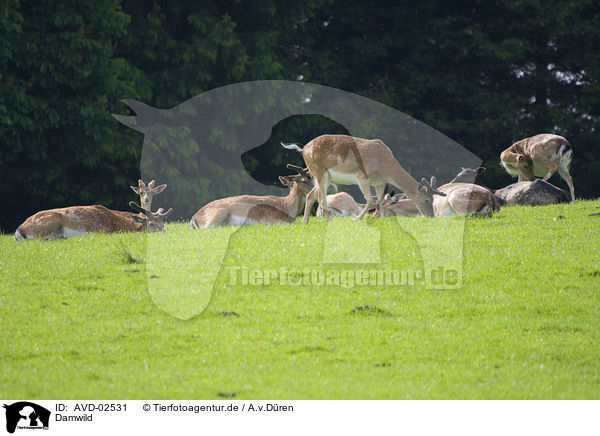 Damwild / fallow deer / AVD-02531