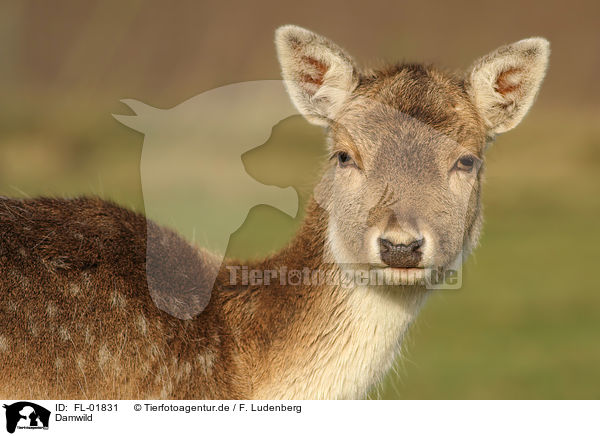 Damwild / fallow deer / FL-01831
