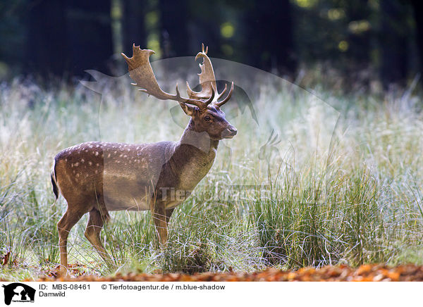 Damwild / fallow deer / MBS-08461